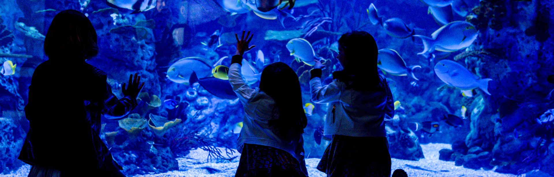 Página – Atlantis Aquarium Madrid