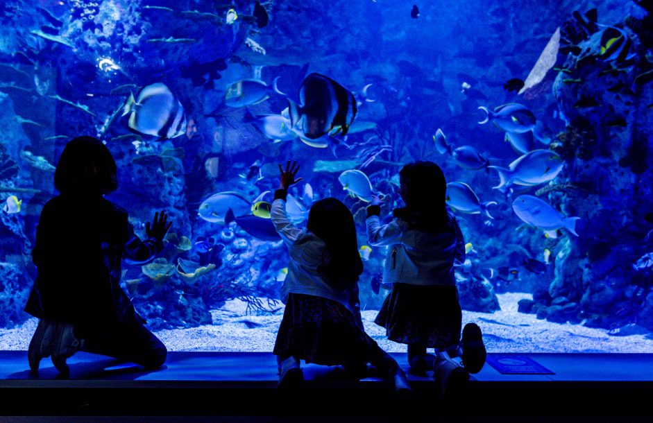 cumpleaños aquarium cumpleaños aquarium