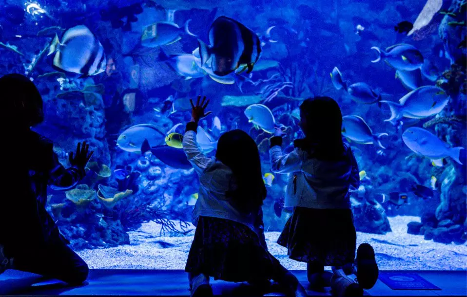 home atlantis aquarium home atlantis aquarium