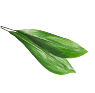 adorno-vegetal-1 adorno-vegetal-1